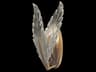 Plume 1-Light Gold Crystal Glass Wall Sconce