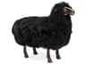 Leon Sheep Sculpture Artistic Home Decor Accent