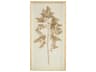 Golden Frond-II On Ivory Wall Art