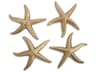 Gold Leaf 14" Starfish 3D Wall Art