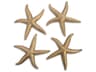 Gold Leaf 22" Starfish 3D Wall Art