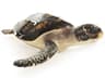 Black / Cream Sea 10" Turtle Sculpture