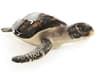 Black / Cream Sea 15" Turtle Sculpture