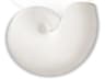 A19 Nautilus 1-Light White Wall Sconce