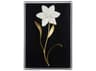 Chelsea House Porcelain Flower Black-A Shadow Box