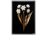 Chelsea House Porcelain Flower Black-D Shadow Box