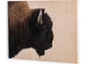 Four Hands Art Studio American Bison by Getty Images Maple Box  Canvas Wall Art