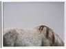 Four Hands Art Studio Graze White Maple Floater  Canvas Wall Art