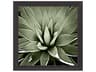 Paragon Florals Green Succulent-III Wall Art