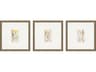 Paragon Florals Antique Botanical-II Wall Art Set of 3
