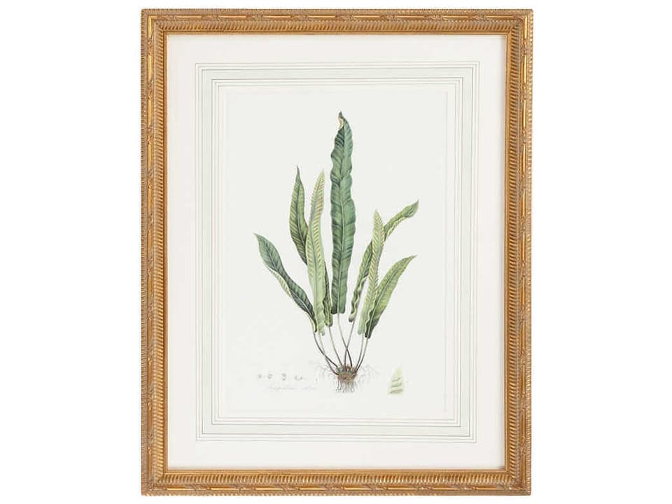 Curtis Ferns IV Framed Lithograph Print with Gold Frame
