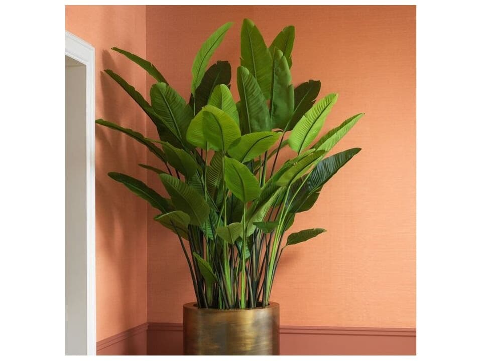 Strelitzia