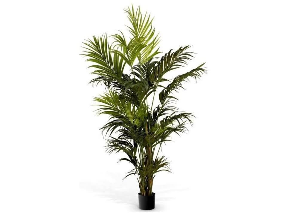 Kentia Palm