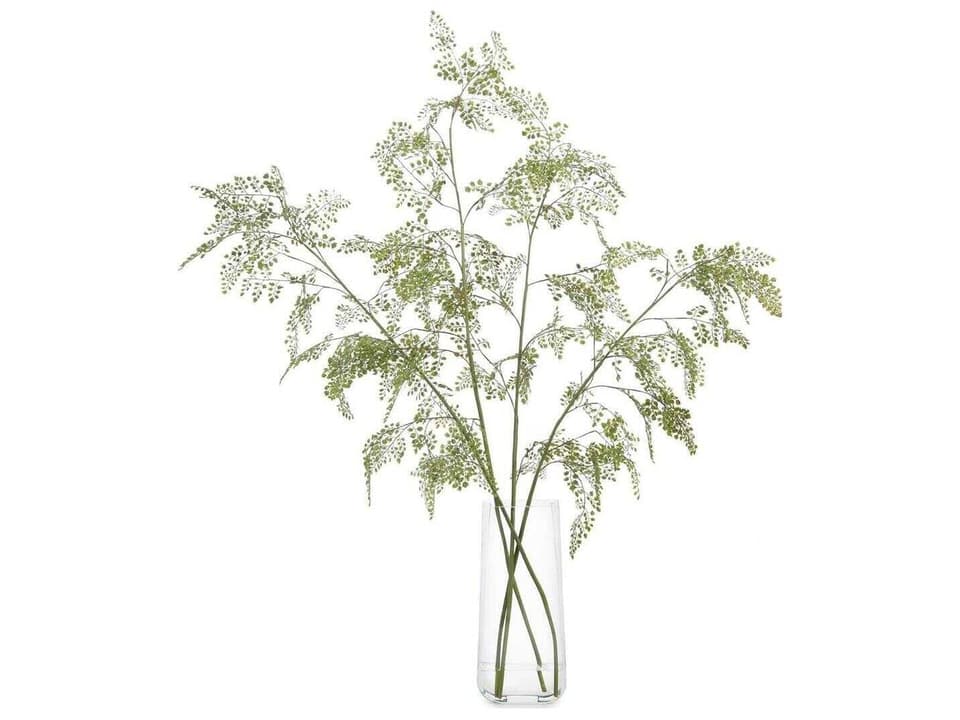 Aqua Fern Botanical in Faux Water