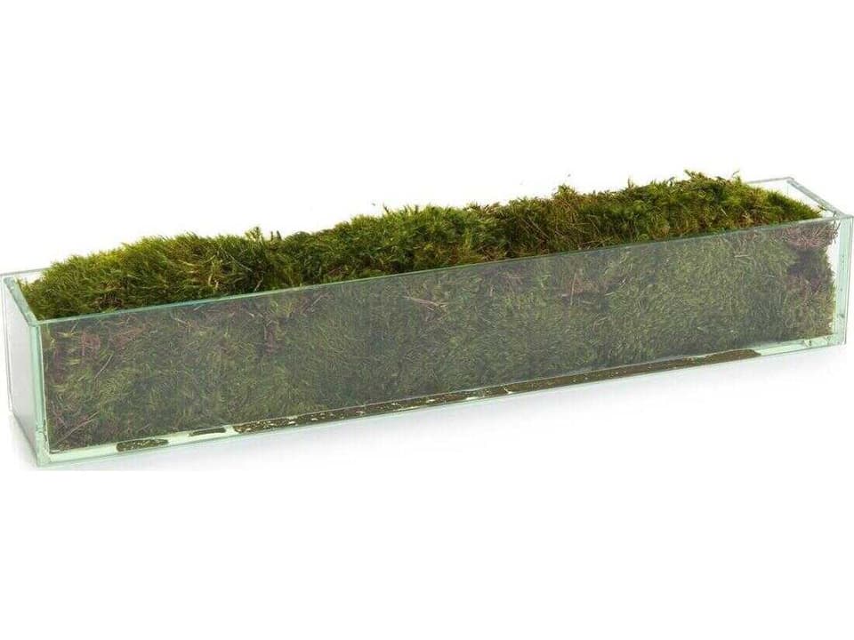 Moss Mound Decorative Plant in Plate Glass Planter