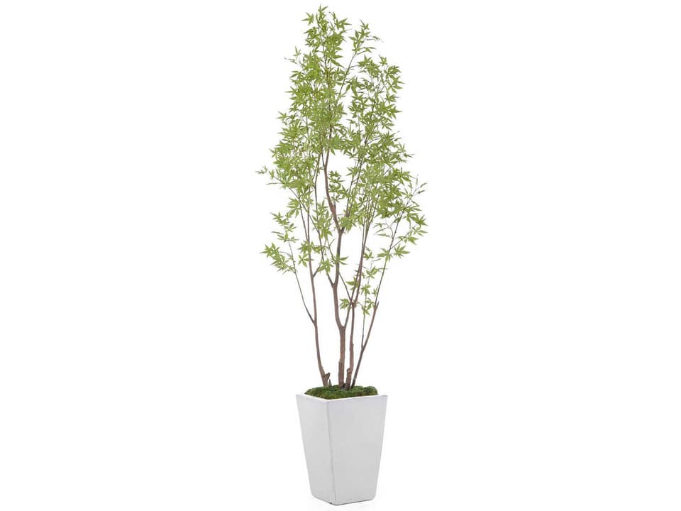 Amur 108-Inch Tall Decorative Maple Plant with Glazed Planter