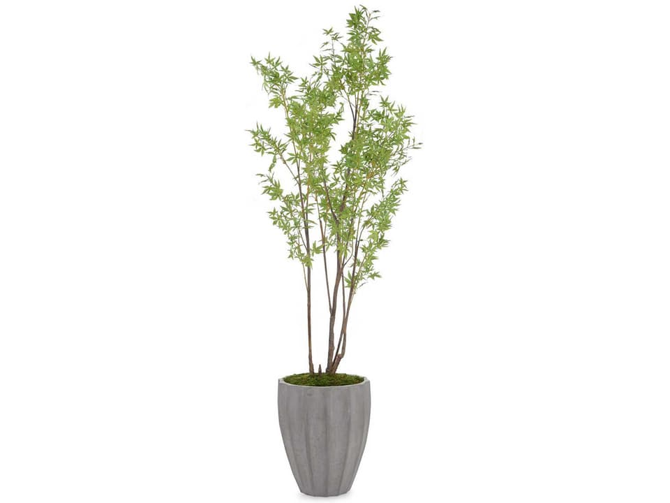 Rocky Mountain Maple Decorative Tree in Grey Ribbed Pot