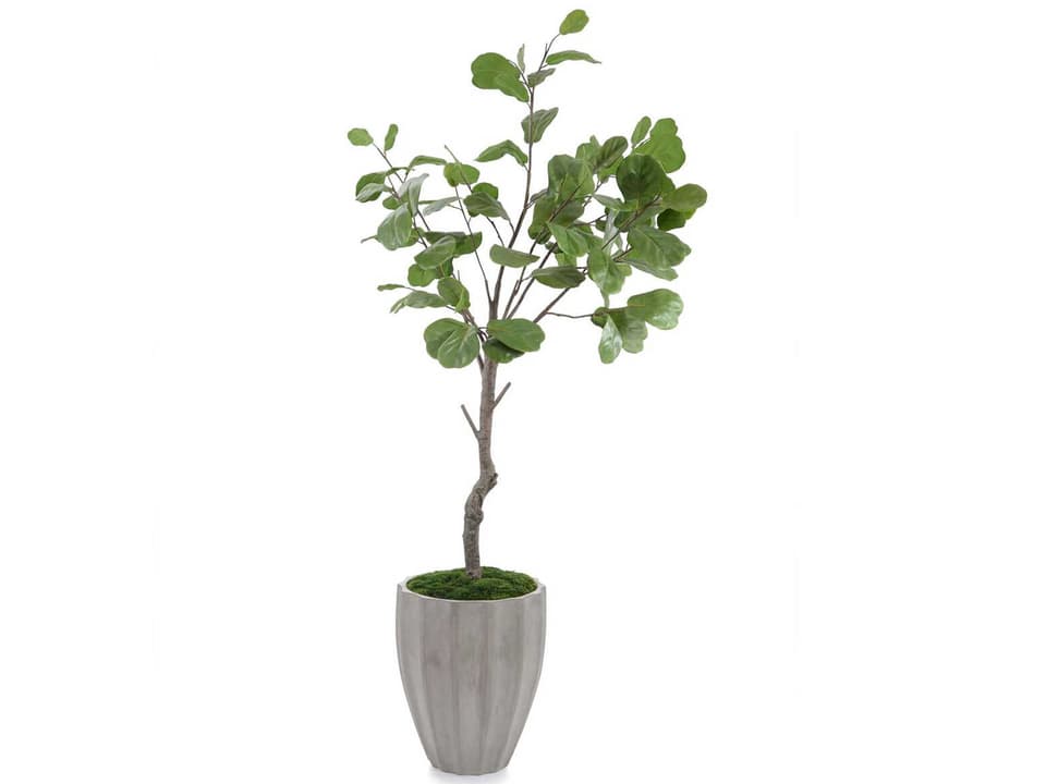 Coastal Fog Fiddle Leaf Fig Tree in Grey Ribbed Planter