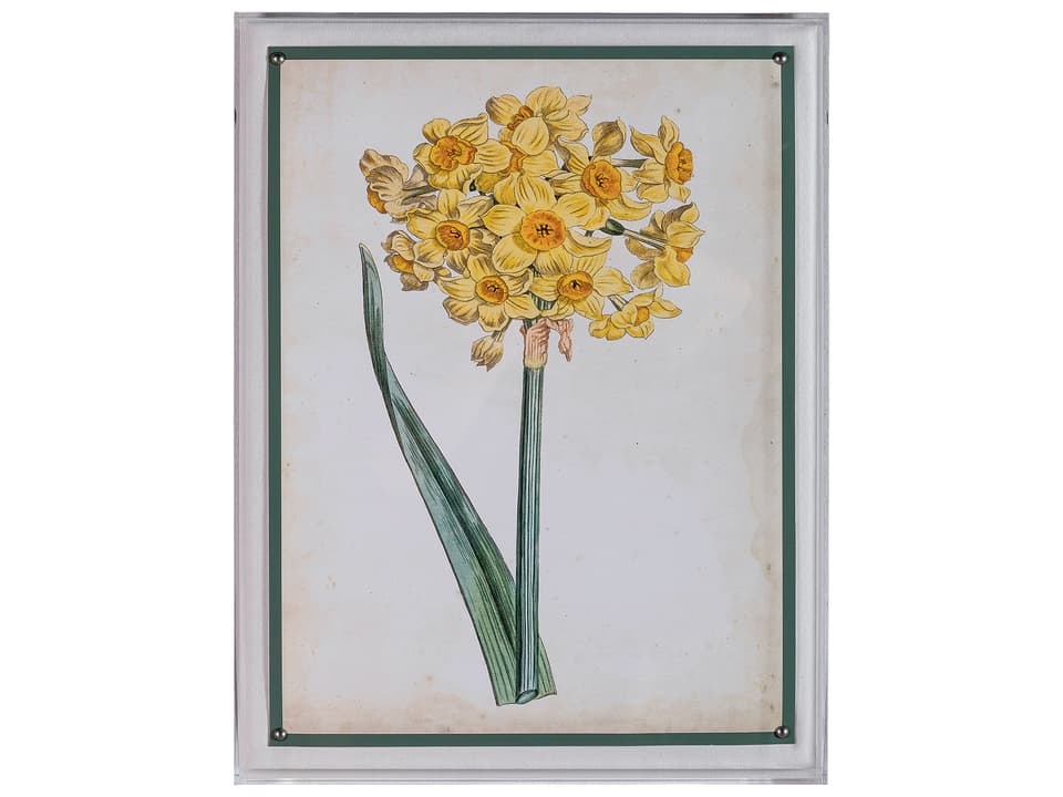 Narcissus I Giclee Print with Lucite Shadow Box and Nailhead Trim