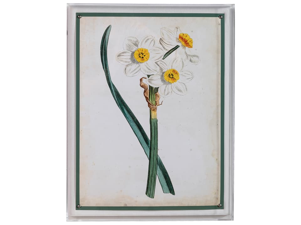 Narcissus III Giclee Print Wall Art with Lucite Shadow Box