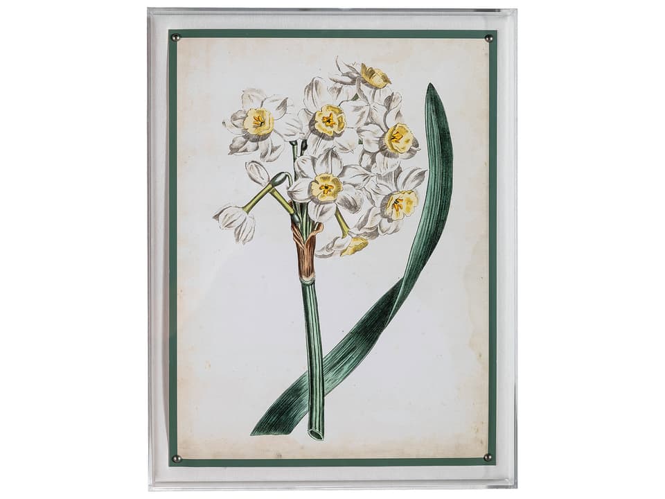Narcissus IV Framed Wall Art with Lucite Shadow Box