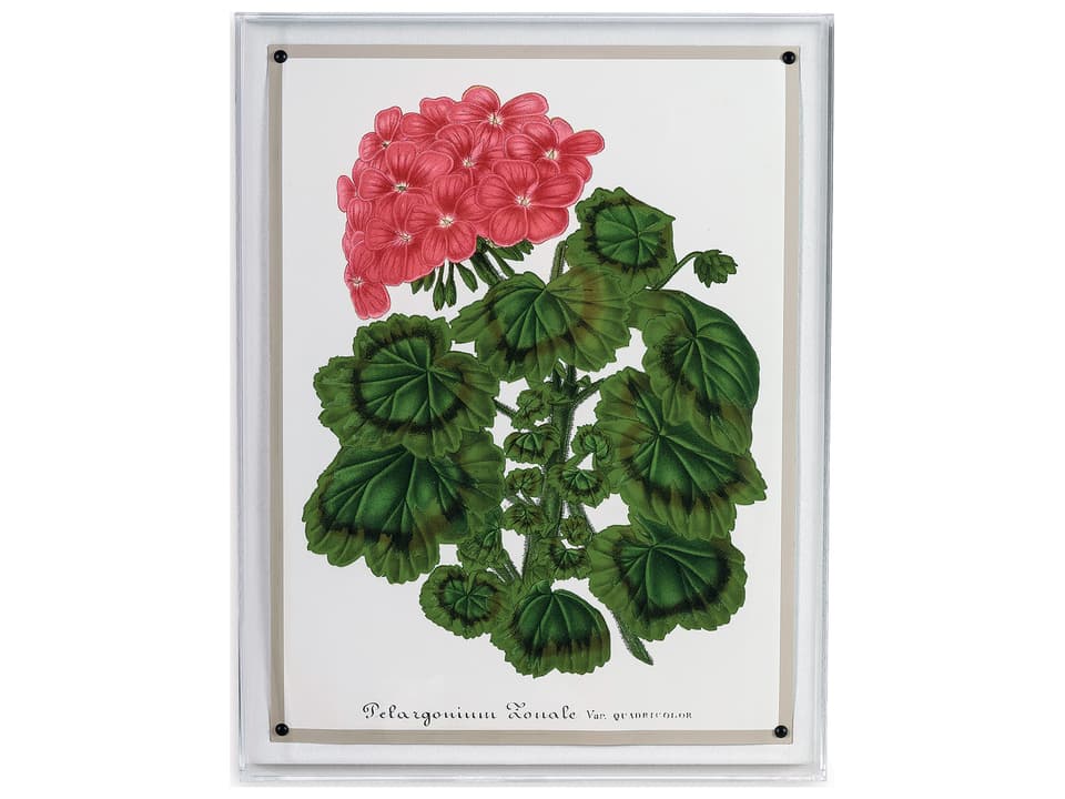 Geranium I Giclee Print Wall Art with Lucite Shadow Box