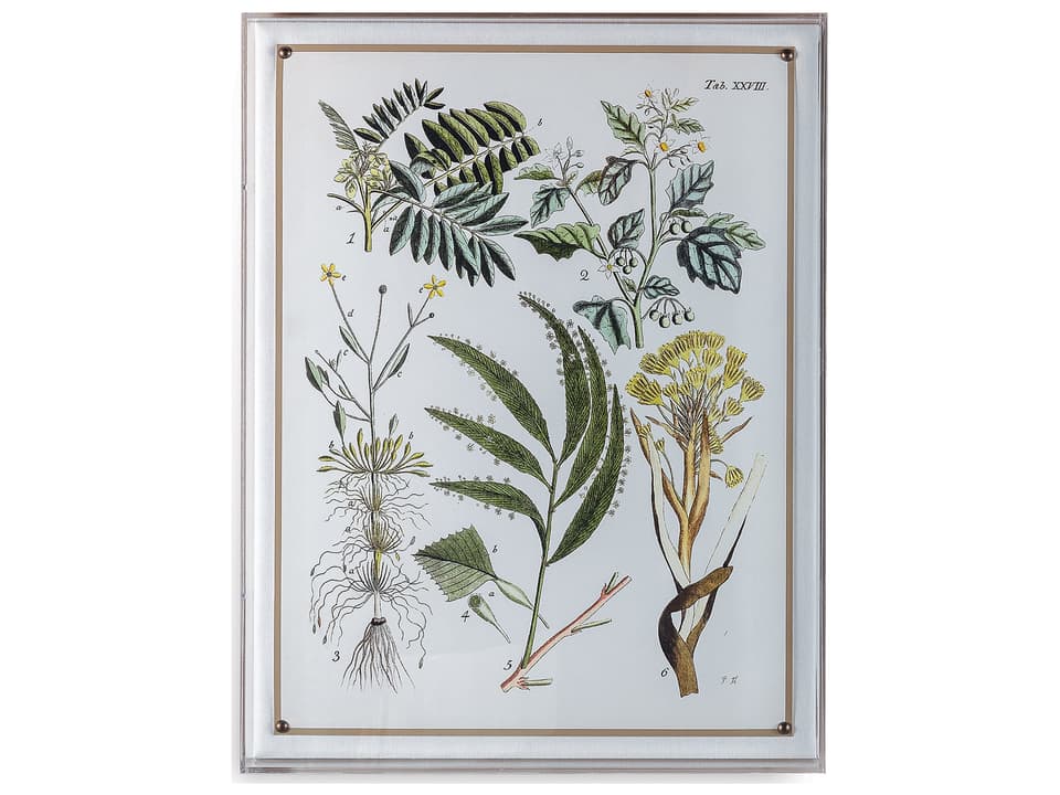 Ferns I Giclee Print Wall Decor with Nickel Nailhead Trim