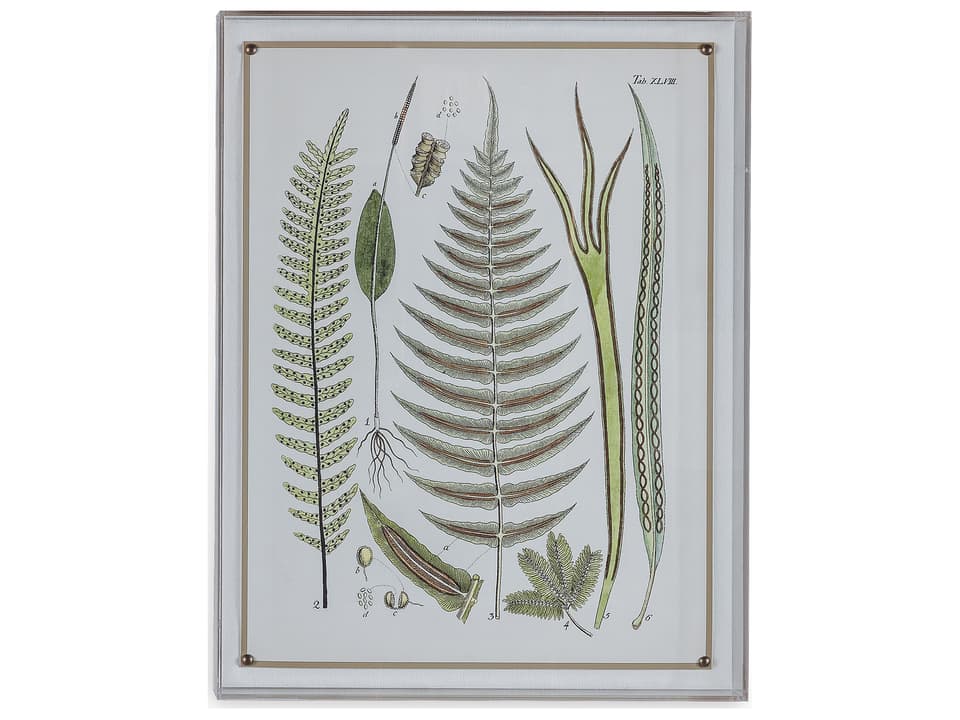 Ferns V Framed Giclee Wall Art with Lucite Shadow Box