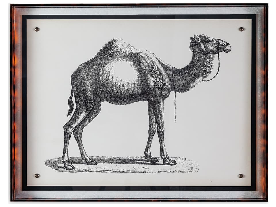 Camel Wall Art with Lucite Shadowbox Frame
