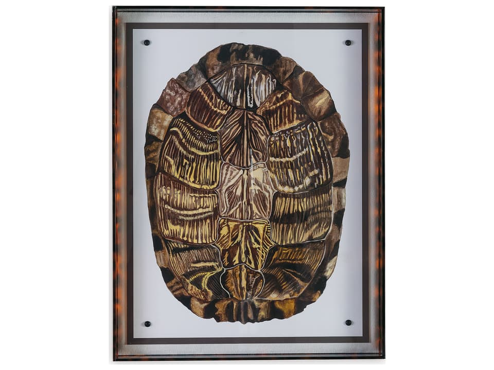 Tortoise I Giclee Wall Art in Acrylic Frame
