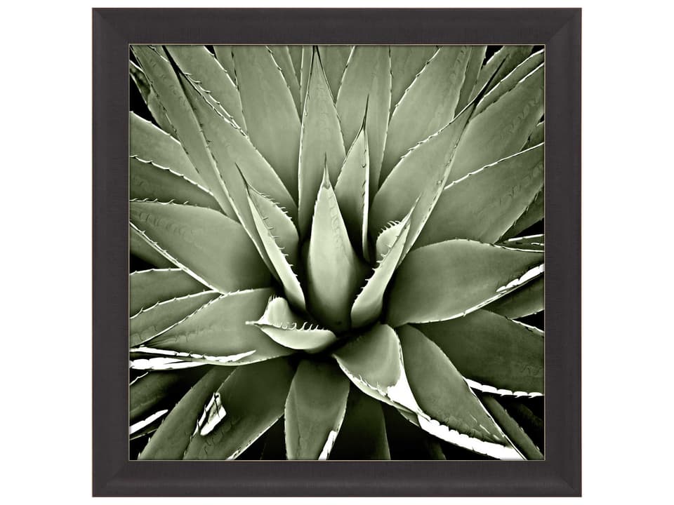 Green Succulent III Framed Wall Art in Espresso with Silver Accents