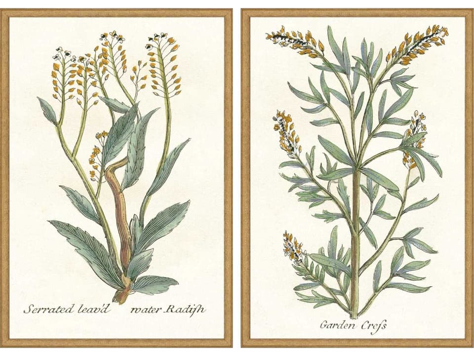 Florals Botanical Plants-III Wall Art Set of 2 in Antique Gold Wood Frames