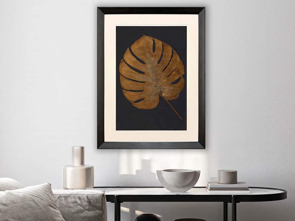 Gold Monstera