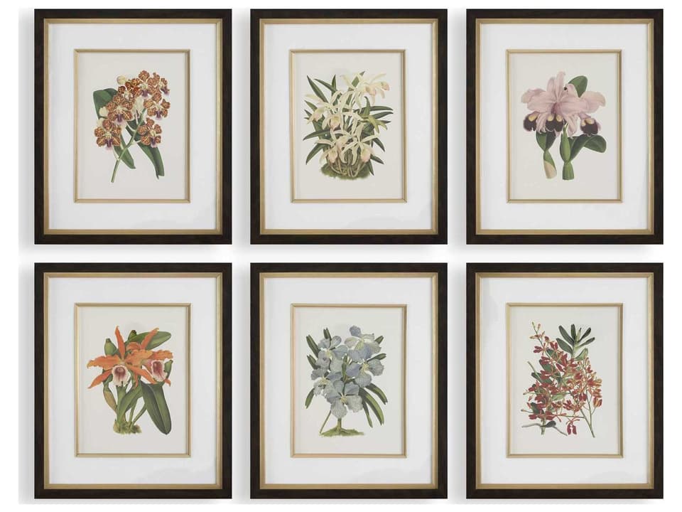 Orchid Botanical Framed Prints Set of 6 with Dark Walnut Frames