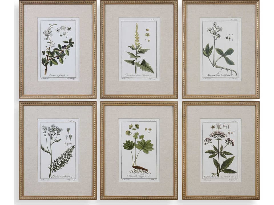 Green Floral Botanical Study 6-Piece Framed Art Print Set in Gold