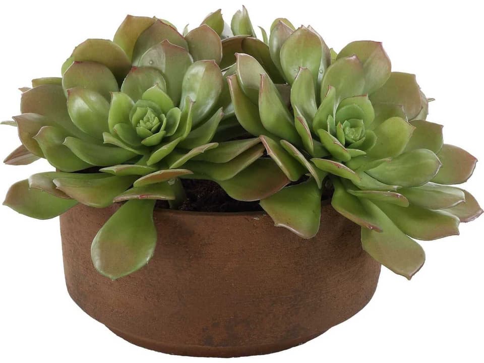 Sable Succulent Decorative Accent in Natural Terracotta