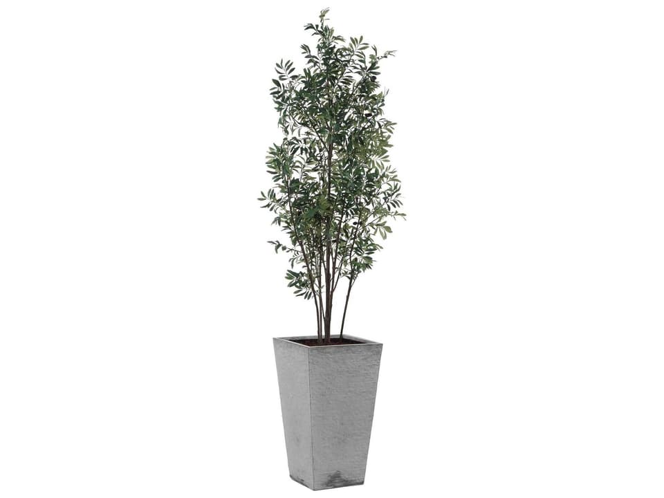 Sonora Olive Decorative Tree in Gray Concrete Planter