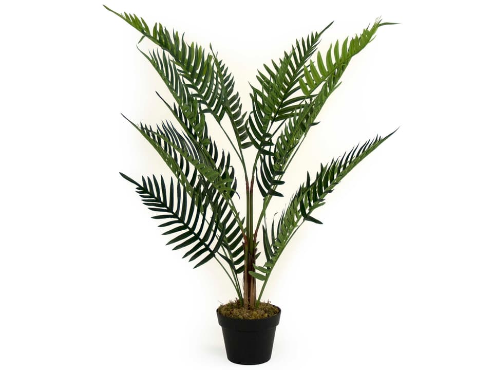 Green Black Botanical