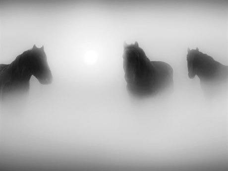 Daleno Barn Focused I Wall Art