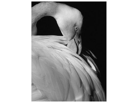 Daleno Delicate Flutter II Wall Art