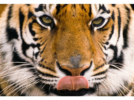 Daleno Kisses For You II Wall Art
