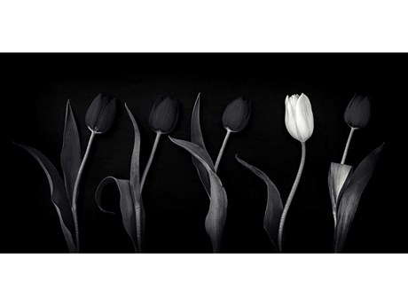 Daleno One White Tulip II Wall Art