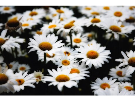 Daleno Pretty Daisy Picks II Wall Art