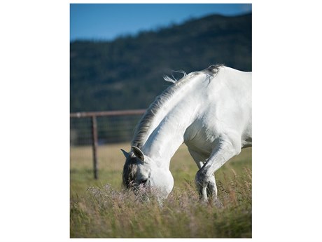 Daleno Grazer Wall Art