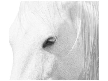 Daleno Rose Winner Wall Art