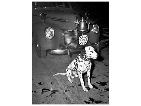 Daleno Alarmed and Ready Wall Art
