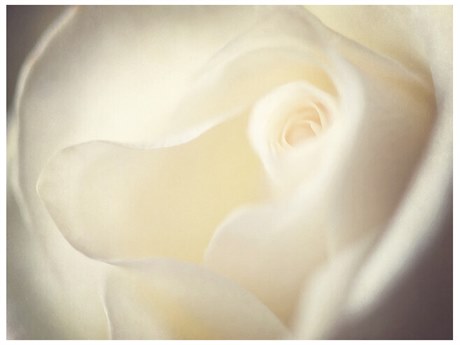 Daleno Cream Swirls I Wall Art