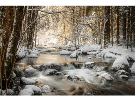 Daleno Pristine I Wall Art