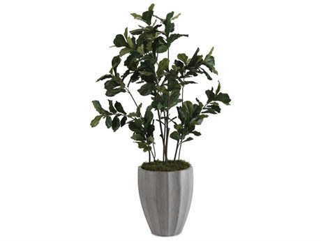 John Richard Fiddle Leaf Fig