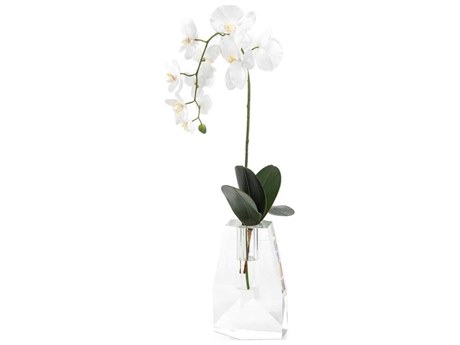 John Richard Crystal Orchid